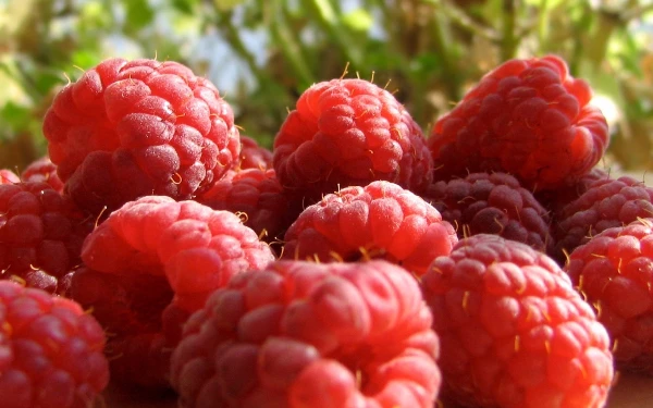 The World's Best Import Markets for Raspberry and Blackberry